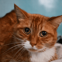 SIMBA, chat à adopter