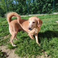D'ANA QCN (réservée), chienne à adopter