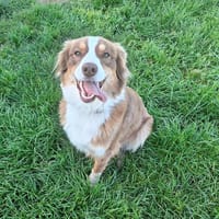 VAYA, chienne à adopter