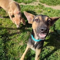 VICKY QCN (a trouvé sa famille), chienne à adopter