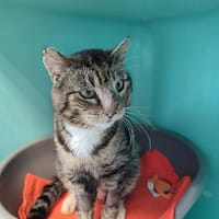 DAVEY JONES QCT, chat à adopter