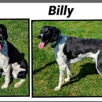 BILLY, chien à adopter