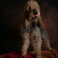 BASIL, chien à adopter