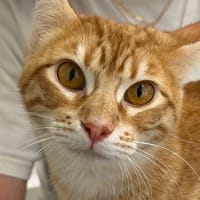 DANCING (En cours d'adoption), chatte à adopter