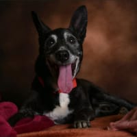 tyson, chien à adopter