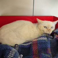 MIAM QCT, chat à adopter