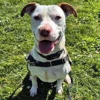 KIRON, chien à adopter