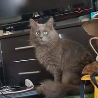 Tarpin, chat à adopter