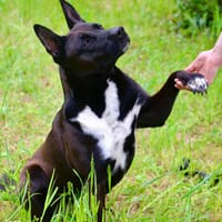 NAYA, chienne à adopter