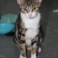 BONBONETTE, chatte européenne adulte, chatte à adopter