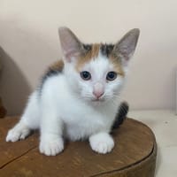 CHAT–KIRA, chaton femelle européen, chatte à adopter