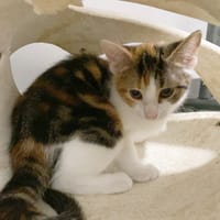 CHAT–MALLOW, chaton femelle européen, chatte à adopter