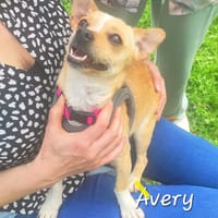 Avery, chienne à adopter
