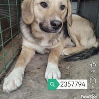 Éros, chien à adopter