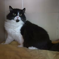 Eulalie, chatte à adopter