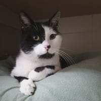 Grisou, chat à adopter