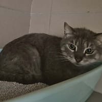 Isidore, chat à adopter