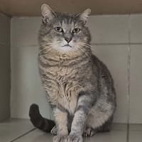 Jack, chat à adopter