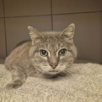Lumea, chatte à adopter