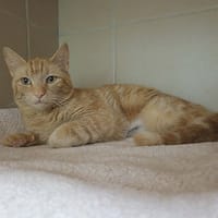 Myrtille, chatte à adopter