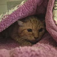 Rourou, chat à adopter