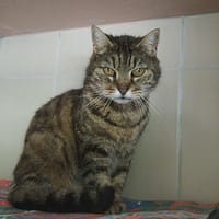 Tania, chatte à adopter