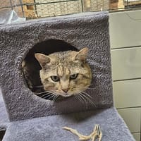 Tibor, chat à adopter