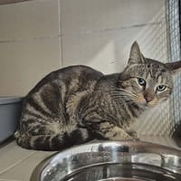 Timba, chat à adopter