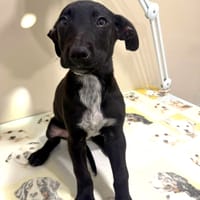 WAFFLE (Martina), chien à adopter