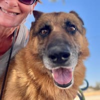 TYLER (Maria), chien à adopter