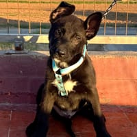 LENNY (Martina), chien à adopter