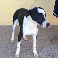 LALO (Maria), chien à adopter