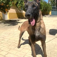 KAIRO (Maria), chien à adopter