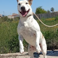CHULA (Maria), chienne à adopter