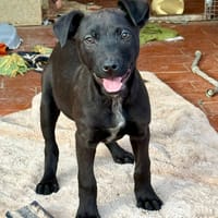 ALICE (Martina), chienne à adopter