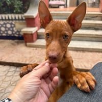 ALDO (Martina), chien à adopter