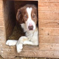 Lior, chien à adopter