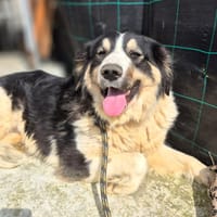 Paloma, chienne à adopter