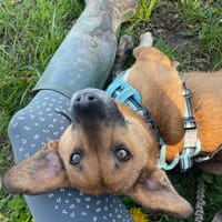 Lucky, chien à adopter