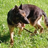 OSIRIS, chienne à adopter