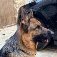 Tania, chienne à adopter