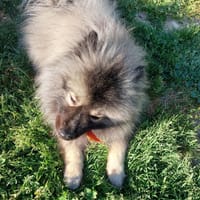 Comsos, chien à adopter