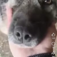 Millie, chienne à adopter