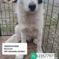 Panda, chien à adopter