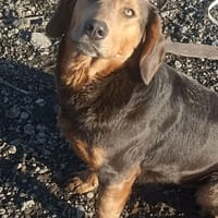 Arabela, chienne à adopter