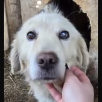 Seigneur, chien à adopter