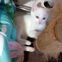 ALASKA CHATONNE, chatte à adopter