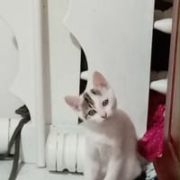 SATIN CHATONNE, chat à adopter