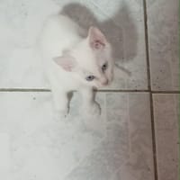ARTIC CHATON, chat à adopter