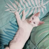 SUGAR CHATONNE, chatte à adopter